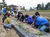 さつま芋の苗植え体験学習の様子