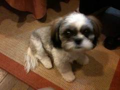 新しい愛犬「まり」