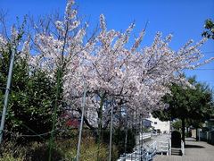 新根塚公園の桜