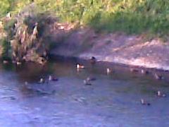 カルガモの群れ