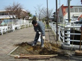 植樹する鋪田